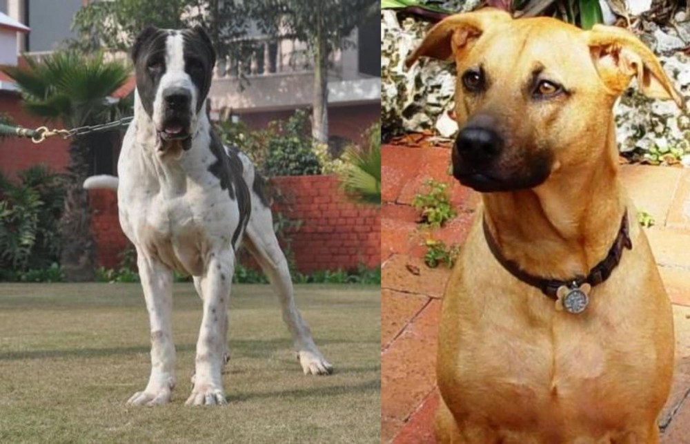 Combai vs Bully Kutta - Breed Comparison