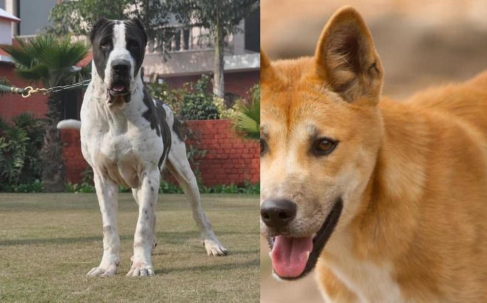 Dingo vs Bully Kutta - Breed Comparison