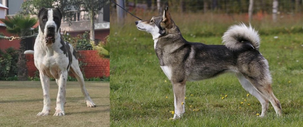 East Siberian Laika vs Bully Kutta - Breed Comparison