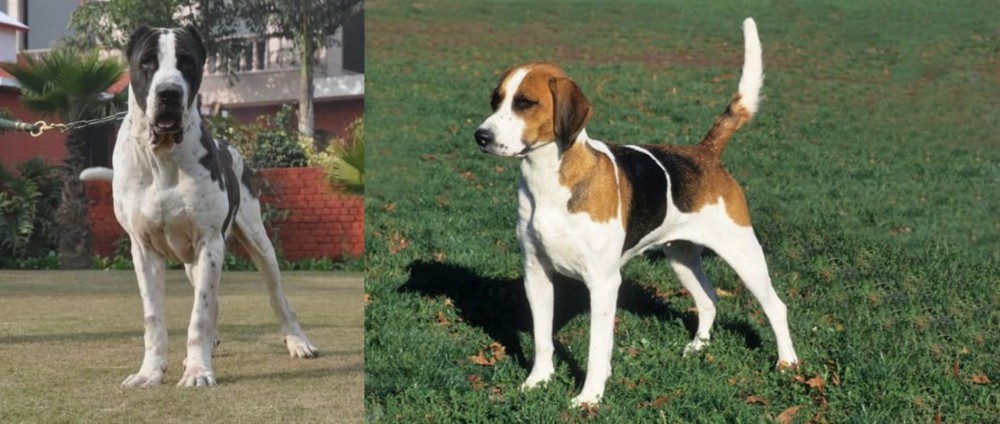 English Foxhound vs Bully Kutta - Breed Comparison