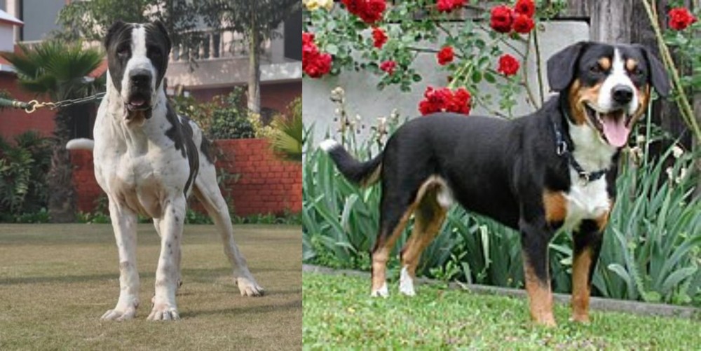 Entlebucher Mountain Dog vs Bully Kutta - Breed Comparison