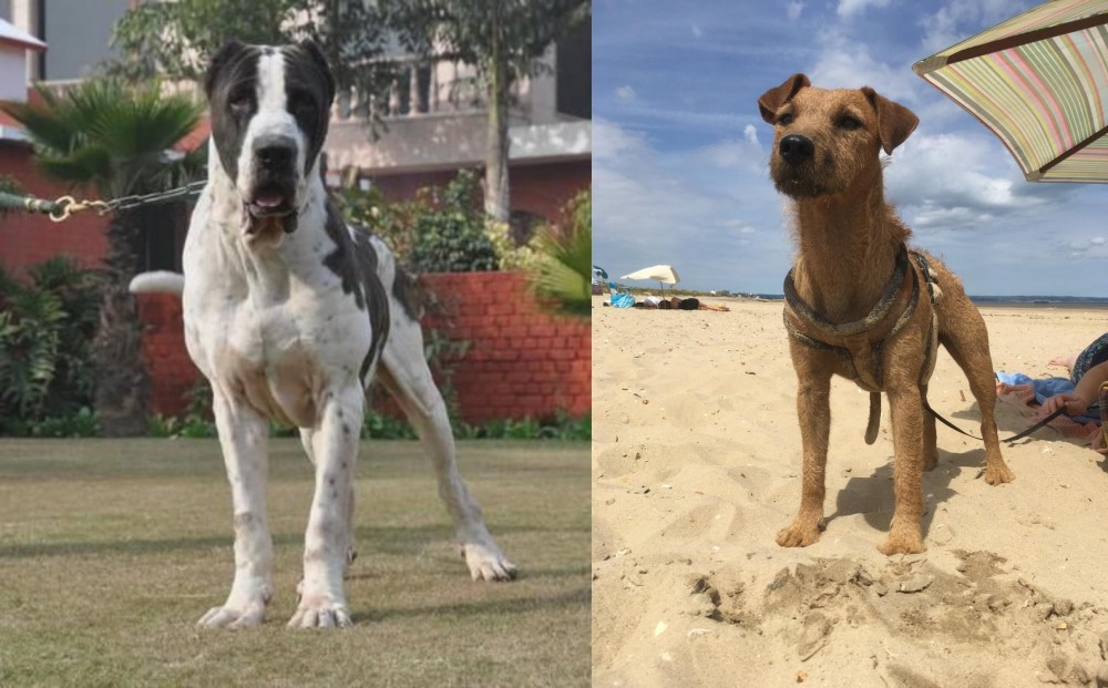 Fell Terrier vs Bully Kutta - Breed Comparison