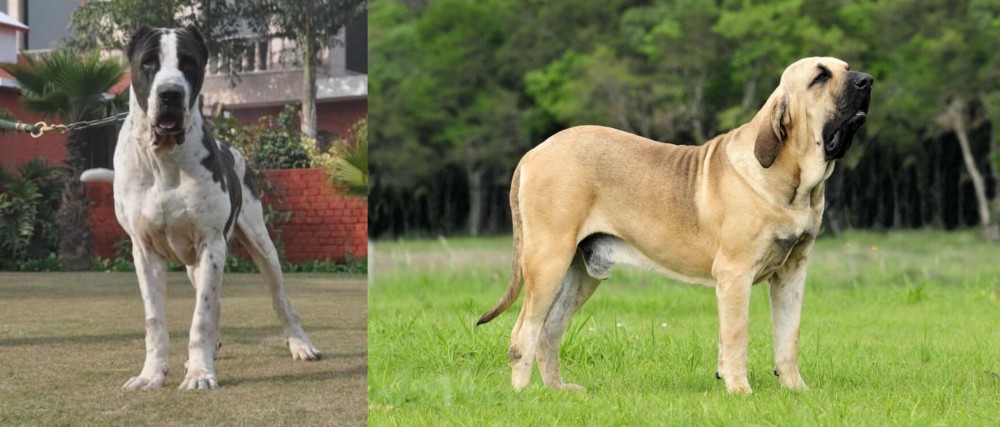 Fila Brasileiro vs Bully Kutta - Breed Comparison