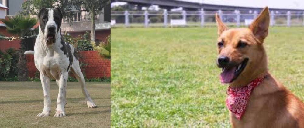 Formosan Mountain Dog vs Bully Kutta - Breed Comparison