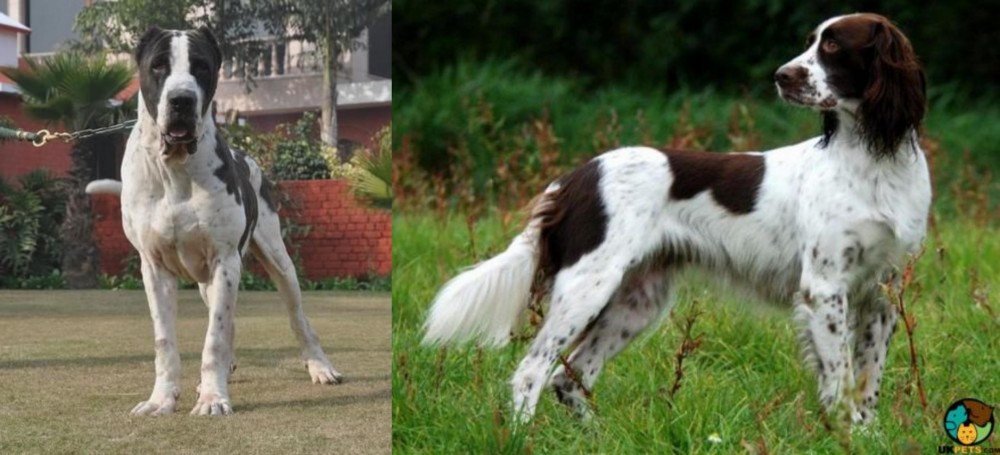 French Spaniel vs Bully Kutta - Breed Comparison