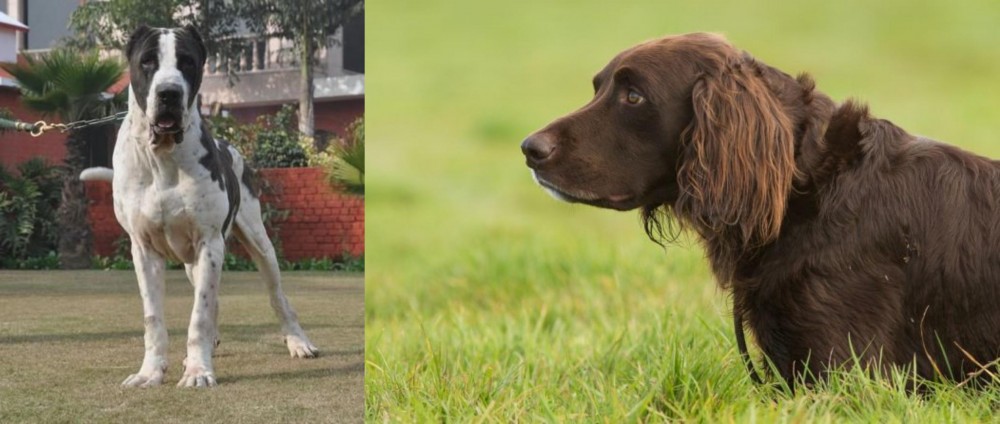German Longhaired Pointer vs Bully Kutta - Breed Comparison