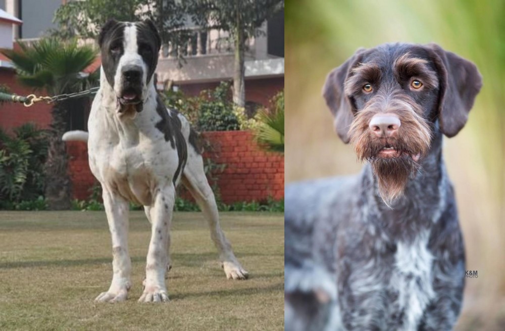 German Wirehaired Pointer vs Bully Kutta - Breed Comparison