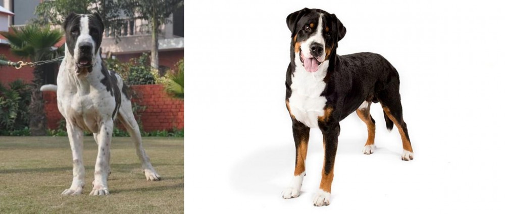 Greater Swiss Mountain Dog vs Bully Kutta - Breed Comparison