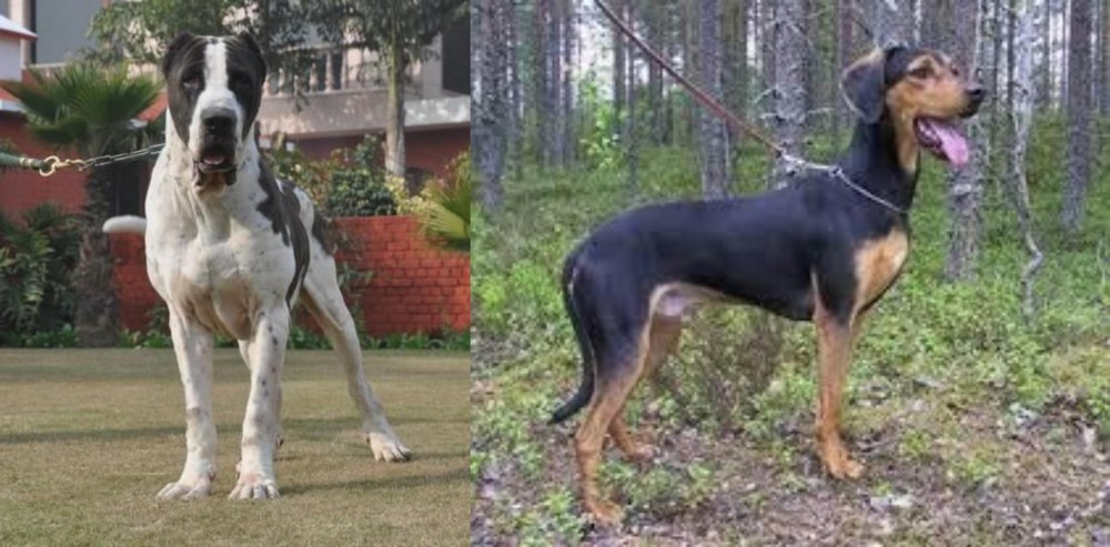 Greek Harehound vs Bully Kutta - Breed Comparison