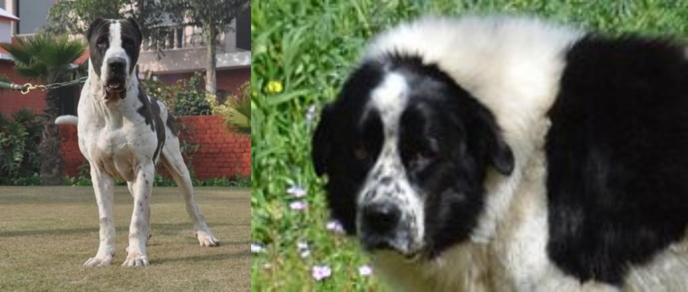 Greek Sheepdog vs Bully Kutta - Breed Comparison