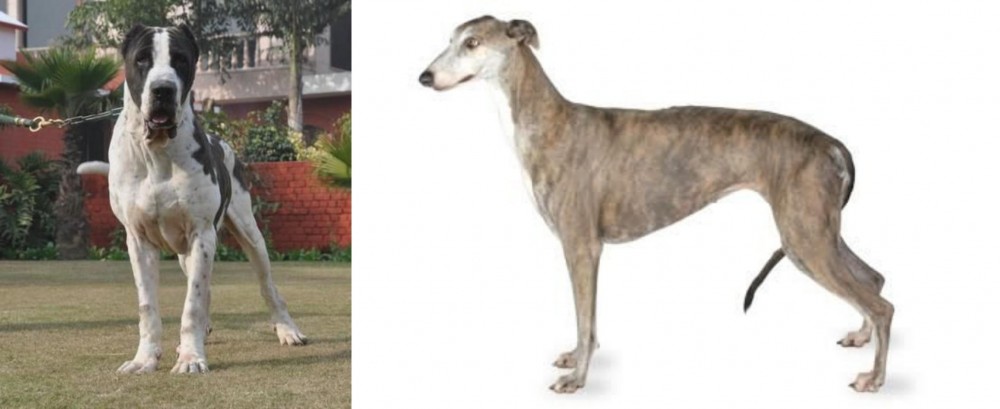 Greyhound vs Bully Kutta - Breed Comparison