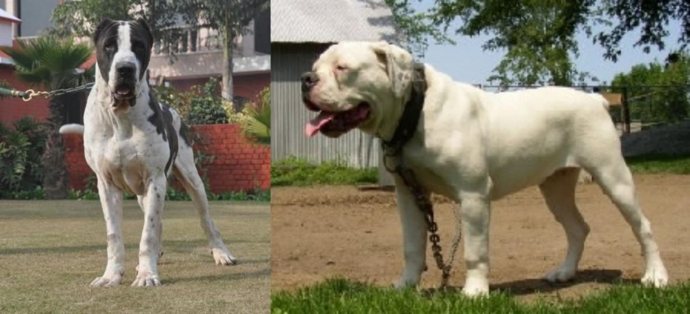 Hermes Bulldogge vs Bully Kutta - Breed Comparison