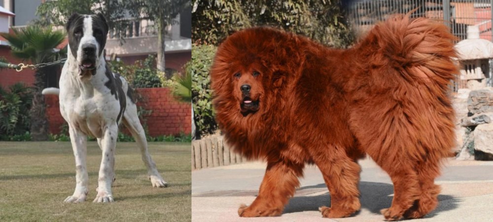 Himalayan Mastiff vs Bully Kutta - Breed Comparison
