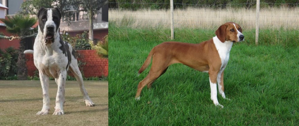 Hygenhund vs Bully Kutta - Breed Comparison
