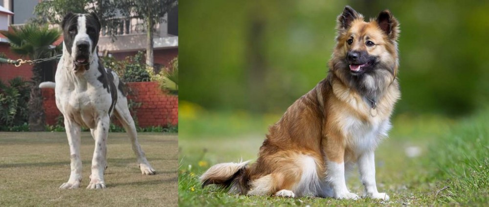 Icelandic Sheepdog vs Bully Kutta - Breed Comparison