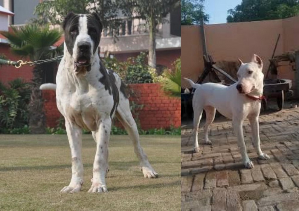 Indian Bull Terrier vs Bully Kutta - Breed Comparison