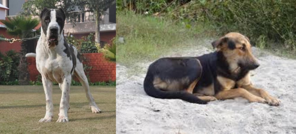 Indian Pariah Dog vs Bully Kutta - Breed Comparison