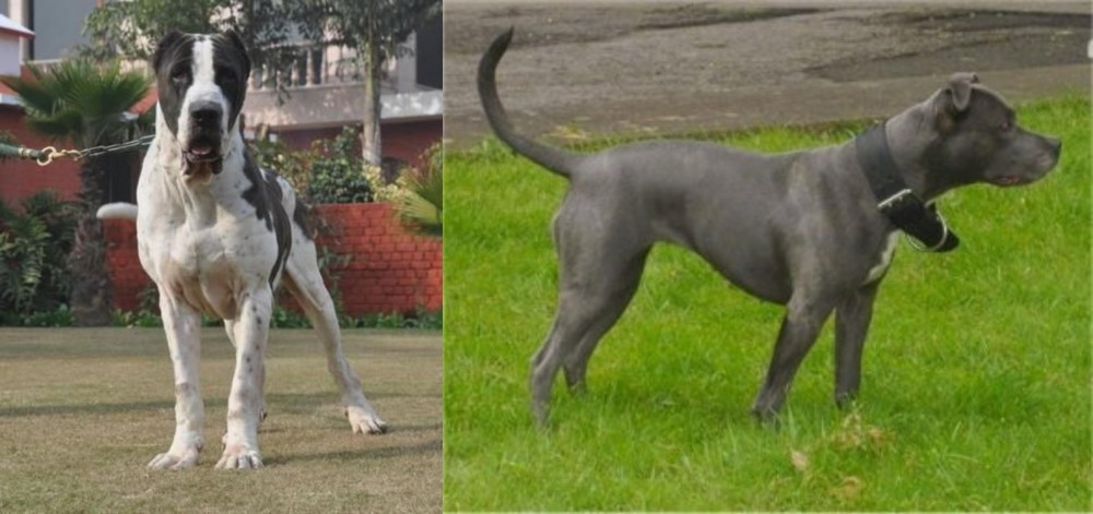 Irish Bull Terrier vs Bully Kutta - Breed Comparison