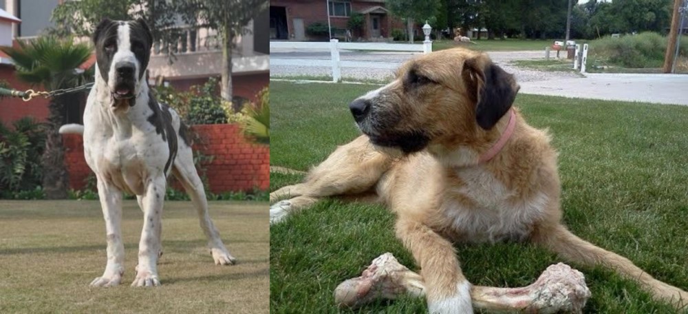 Irish Mastiff Hound vs Bully Kutta - Breed Comparison