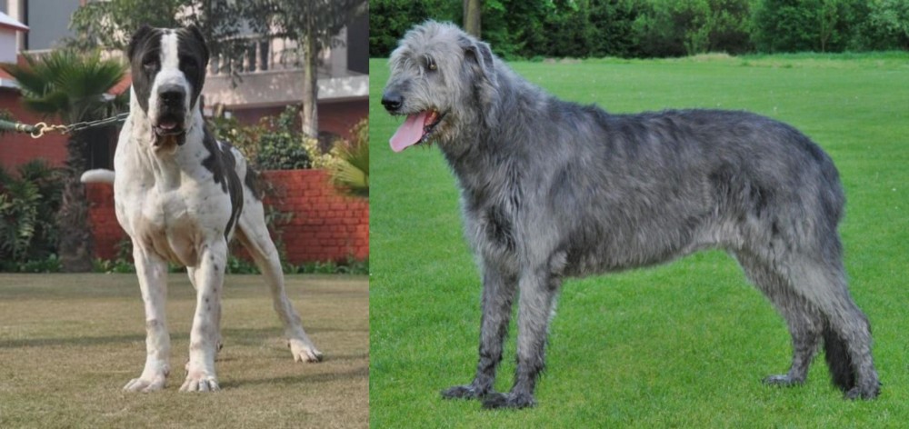 Irish Wolfhound vs Bully Kutta - Breed Comparison