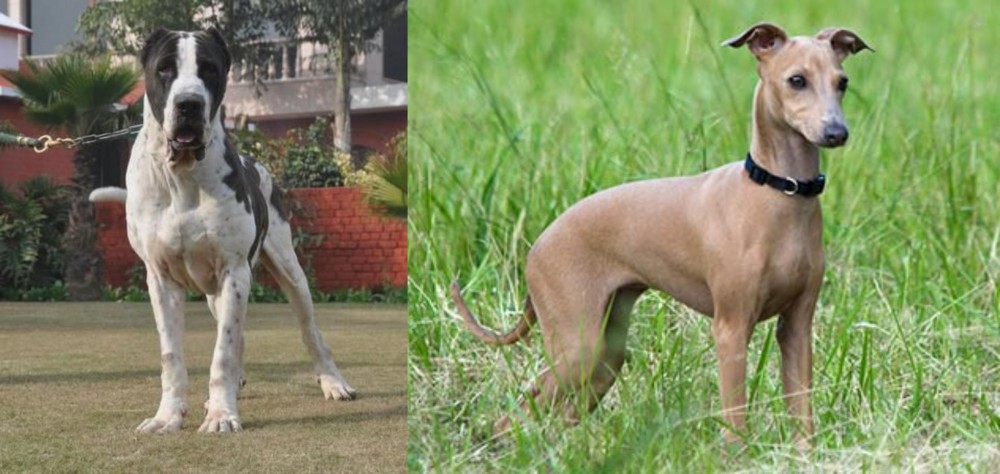 Italian Greyhound vs Bully Kutta - Breed Comparison