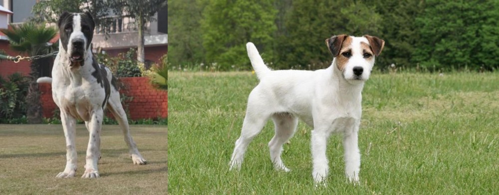 Jack Russell Terrier vs Bully Kutta - Breed Comparison