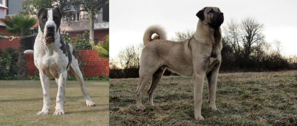 Kangal Dog vs Bully Kutta - Breed Comparison