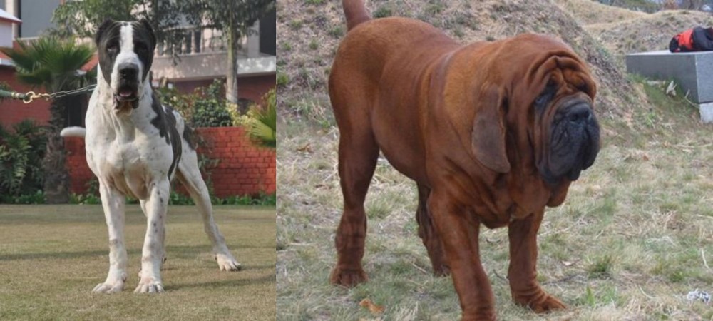 Korean Mastiff vs Bully Kutta - Breed Comparison
