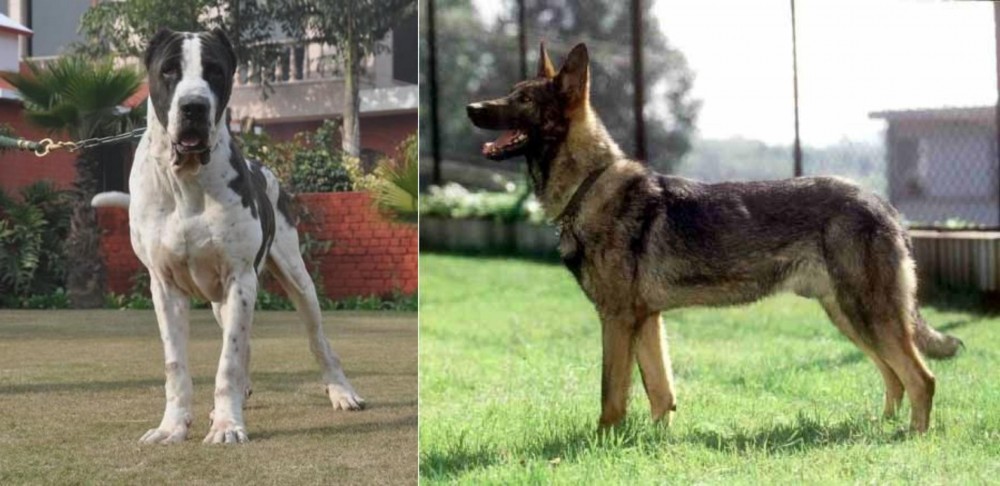 Kunming Dog vs Bully Kutta - Breed Comparison