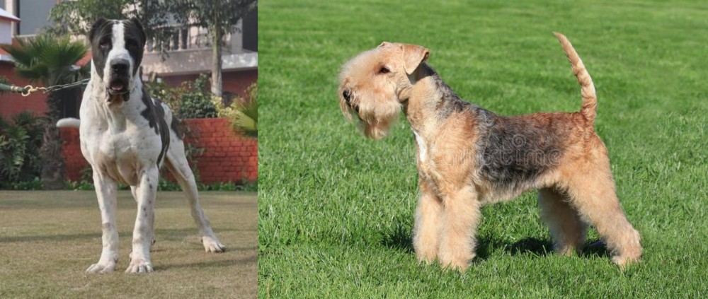 Lakeland Terrier vs Bully Kutta - Breed Comparison