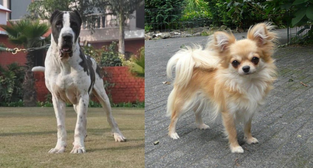 Long Haired Chihuahua vs Bully Kutta - Breed Comparison