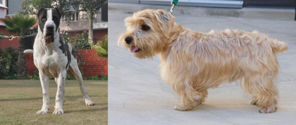 Lucas Terrier vs Bully Kutta - Breed Comparison