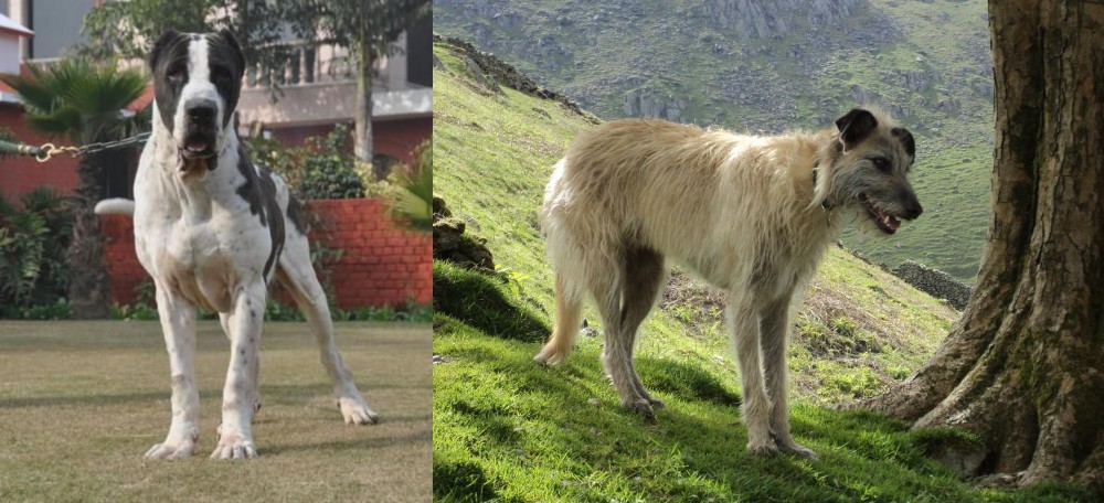 Lurcher vs Bully Kutta - Breed Comparison