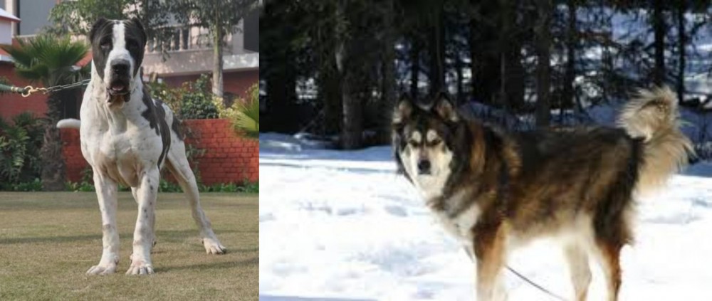 Mackenzie River Husky vs Bully Kutta - Breed Comparison