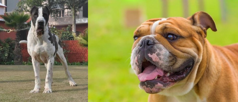Miniature English Bulldog vs Bully Kutta - Breed Comparison