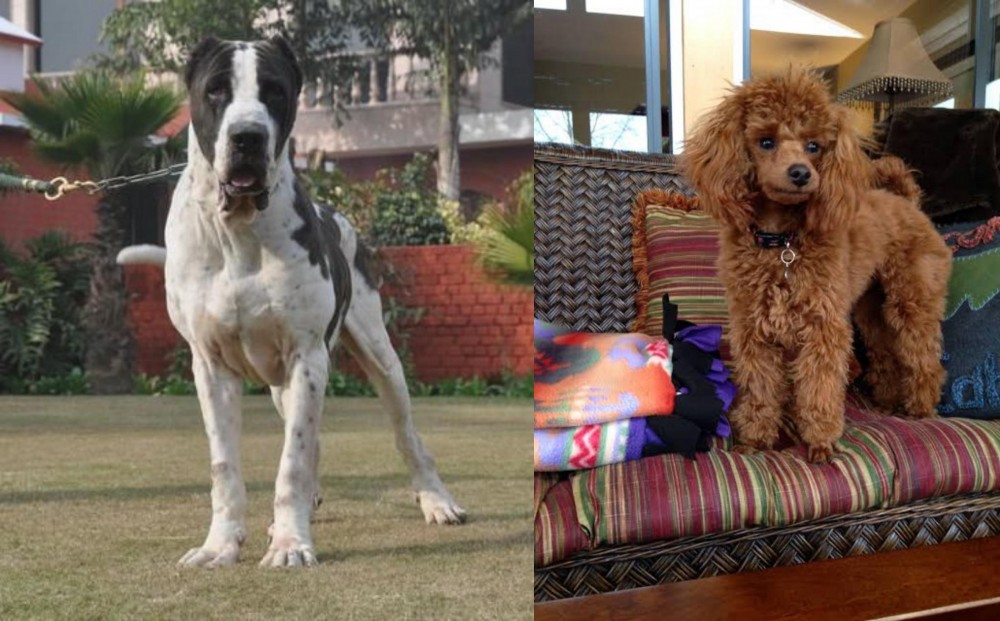 Miniature Poodle vs Bully Kutta - Breed Comparison