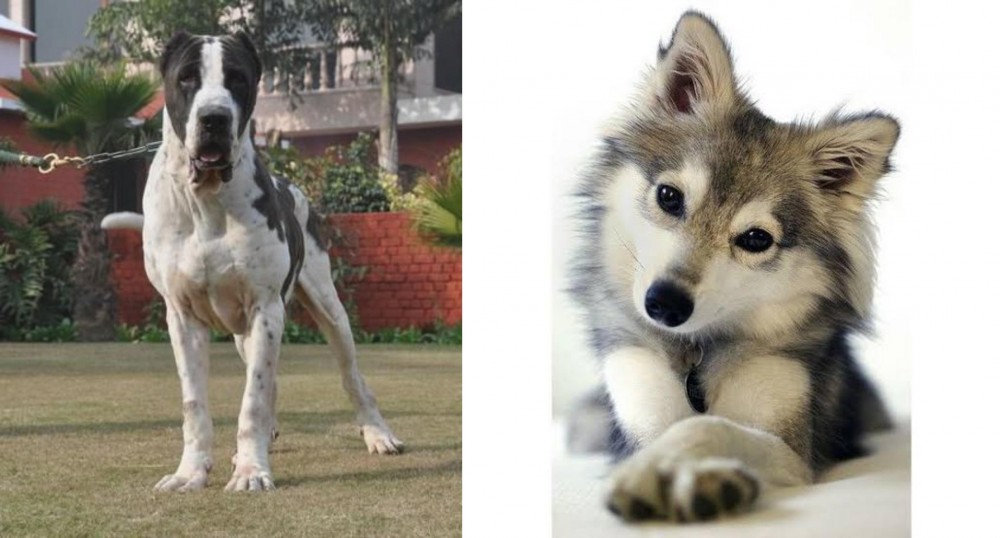Miniature Siberian Husky vs Bully Kutta - Breed Comparison