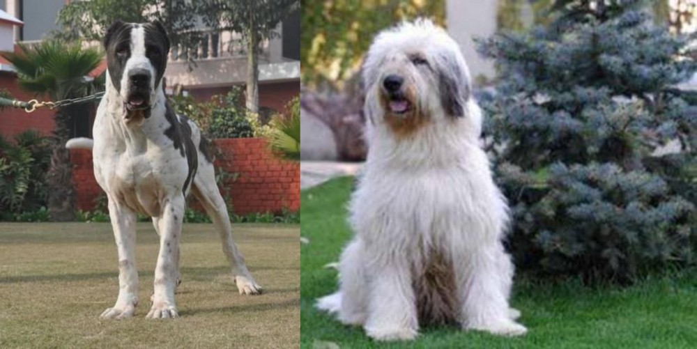 Mioritic Sheepdog vs Bully Kutta - Breed Comparison