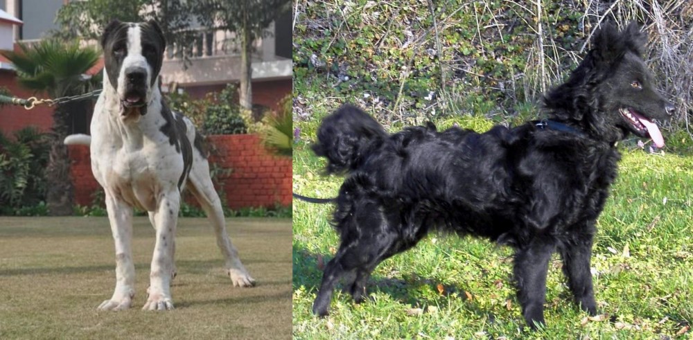 Mudi vs Bully Kutta - Breed Comparison