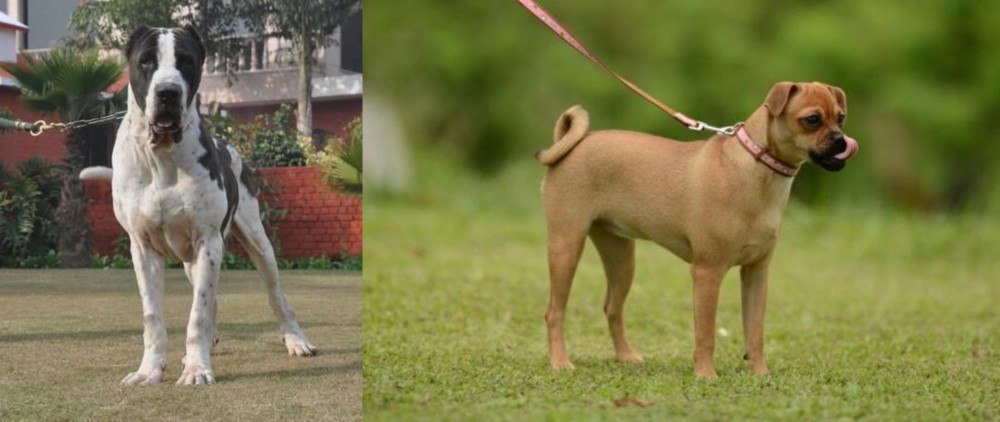 Muggin vs Bully Kutta - Breed Comparison