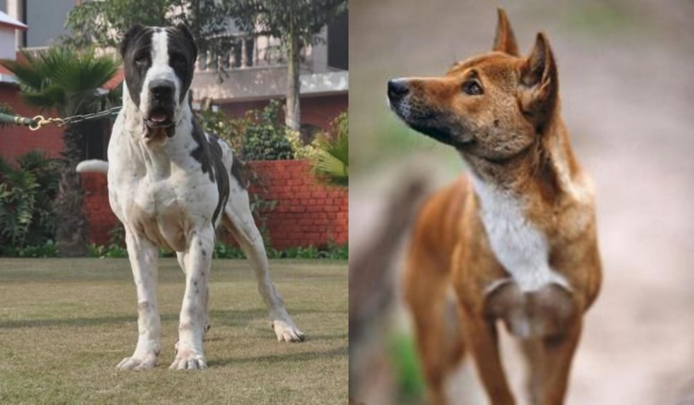 New Guinea Singing Dog vs Bully Kutta - Breed Comparison