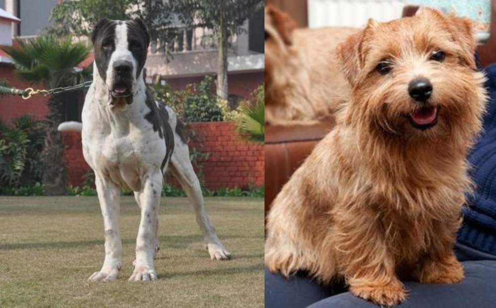 Norfolk Terrier vs Bully Kutta - Breed Comparison