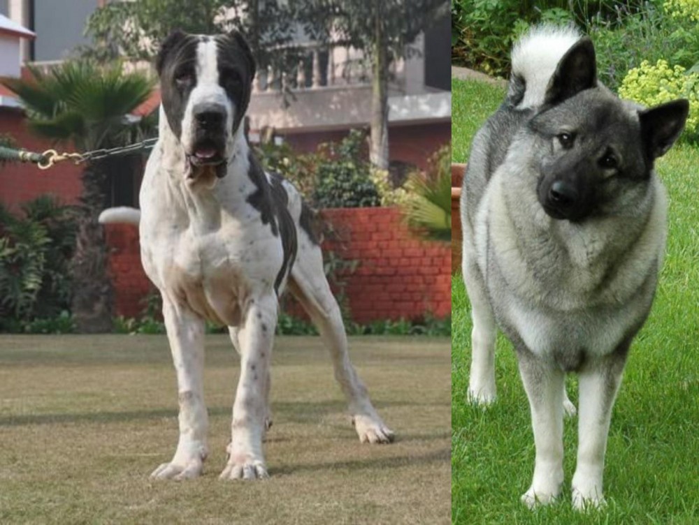 Norwegian Elkhound vs Bully Kutta - Breed Comparison