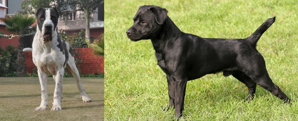 Patterdale Terrier vs Bully Kutta - Breed Comparison