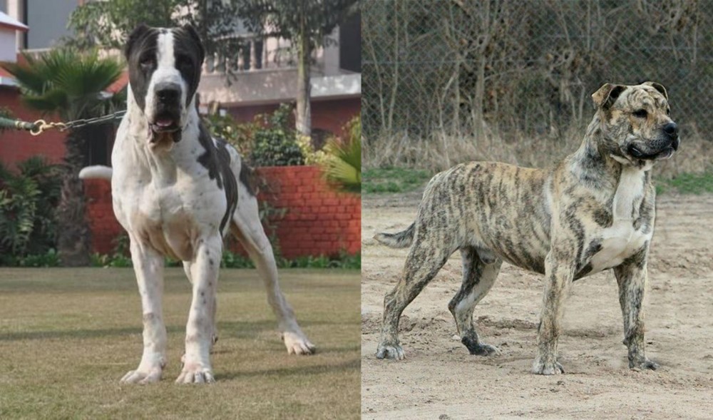 Perro de Presa Mallorquin vs Bully Kutta - Breed Comparison