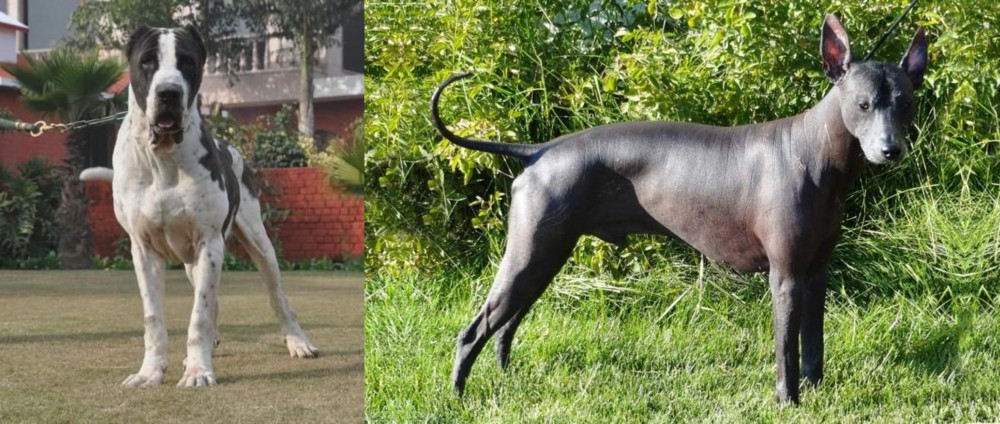 Peruvian Hairless vs Bully Kutta - Breed Comparison