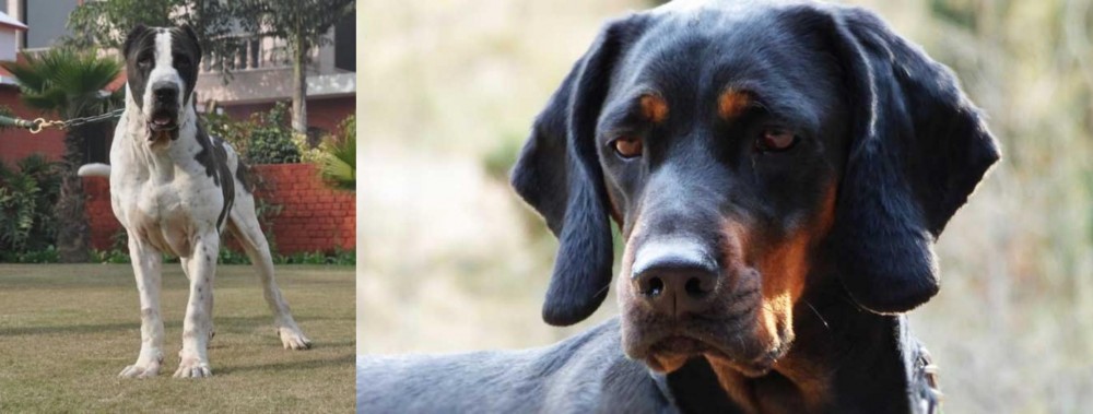 Polish Hunting Dog vs Bully Kutta - Breed Comparison