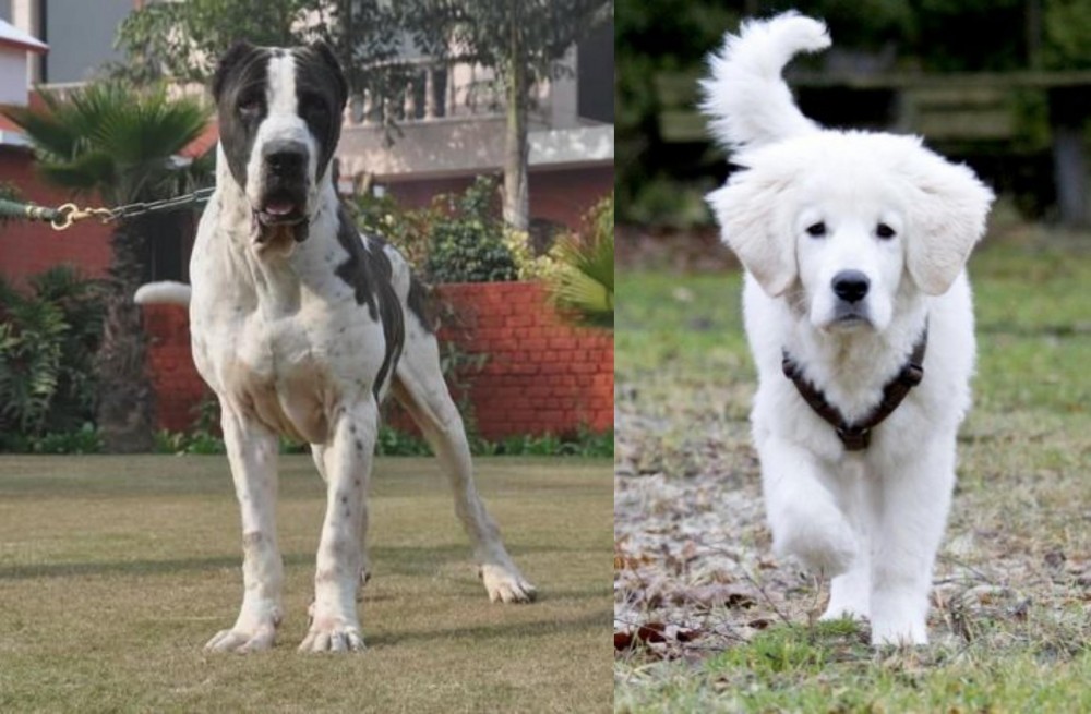 Polish Tatra Sheepdog vs Bully Kutta - Breed Comparison
