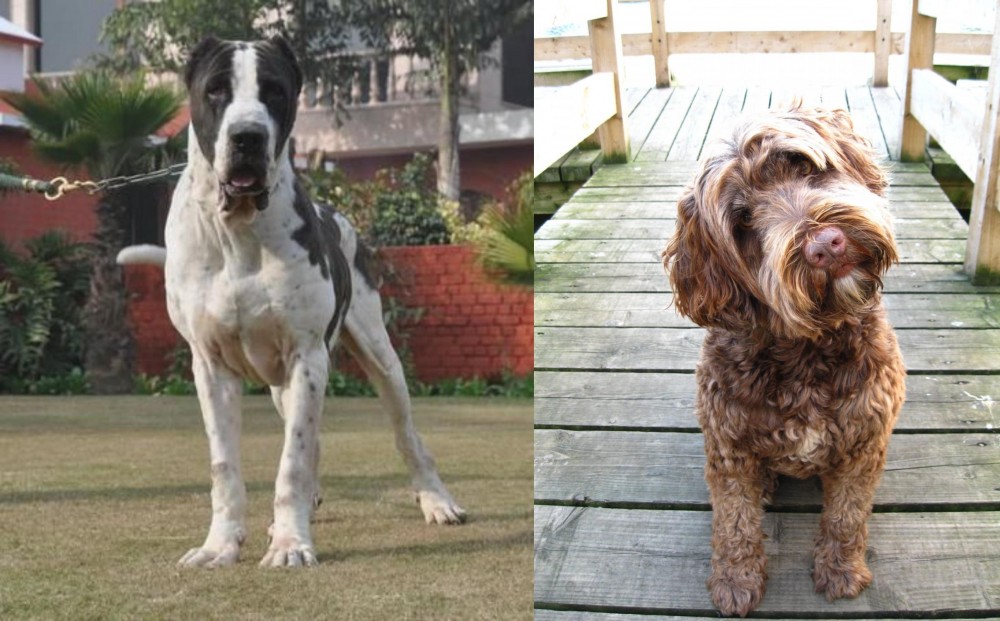 Portuguese Water Dog vs Bully Kutta - Breed Comparison