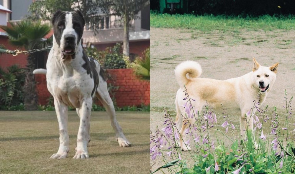 Pungsan Dog vs Bully Kutta - Breed Comparison